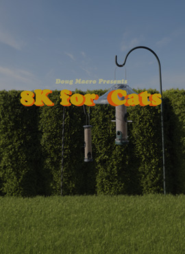 8K Cats